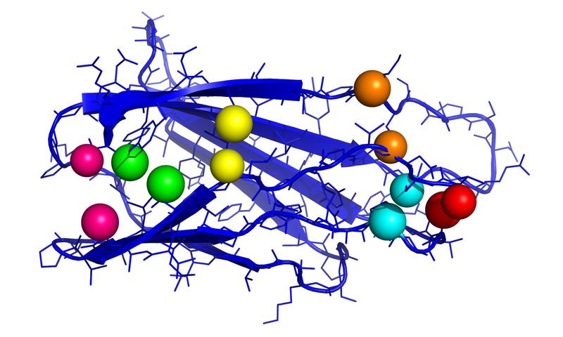 Fibronektin spielt bei der Wundheilung eine bedeutende Rolle. Die Grafik zeigt einen wichtigen Teil des Proteins mit Kontaktpaaren (jeweils gleichfarbige Kugeln). (Abbildung: Ines Reinartz, KIT) 