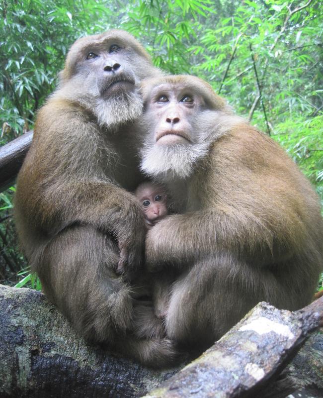 Zwei männliche Assammakaken zusammen mit einem Säugling. 
