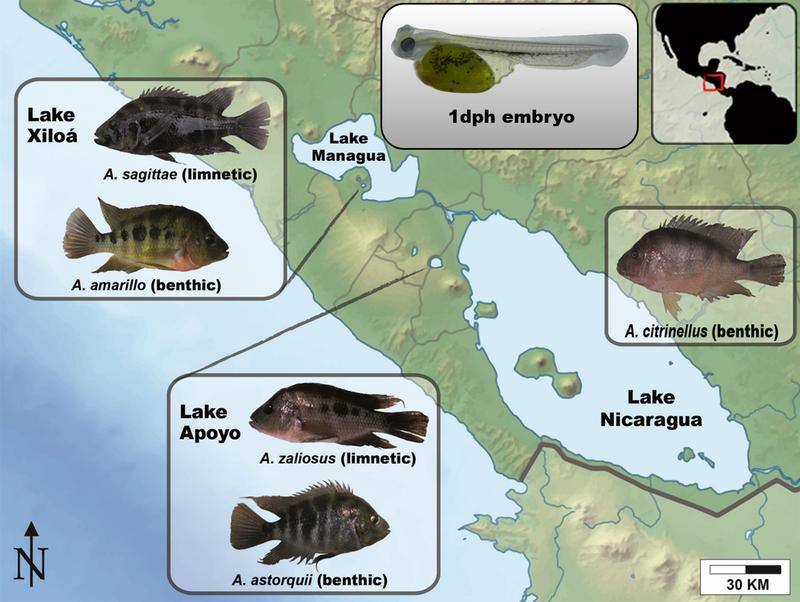 The Midas cichlid fish from the crater lakes of Nicaragua are one of the the best known examples for sympatric speciation. 