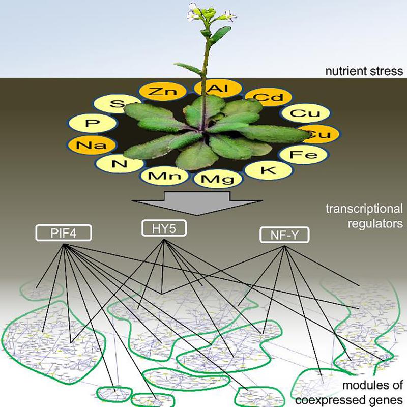 Plants have to absorb a large number of nutrients, but often their availability varies. Then they respond by activating different genetic programs, especially in the case of iron.