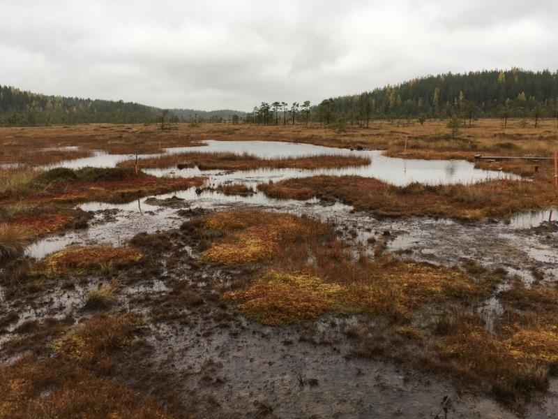 Finnische Moorlandschaft.