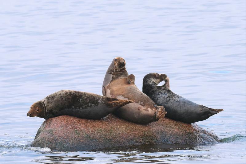 Die Kegelrobben gehören zu den Ostsee-Rückkehrern - von Naturschützern begrüßt, von Fischern gefürchtet.