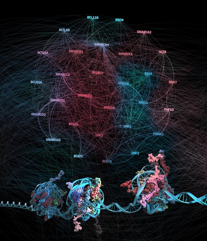 Protein-protein interaction network between subunits of the BAF chromatin remodeling complexes and their connection to chromatin regions they regulate 