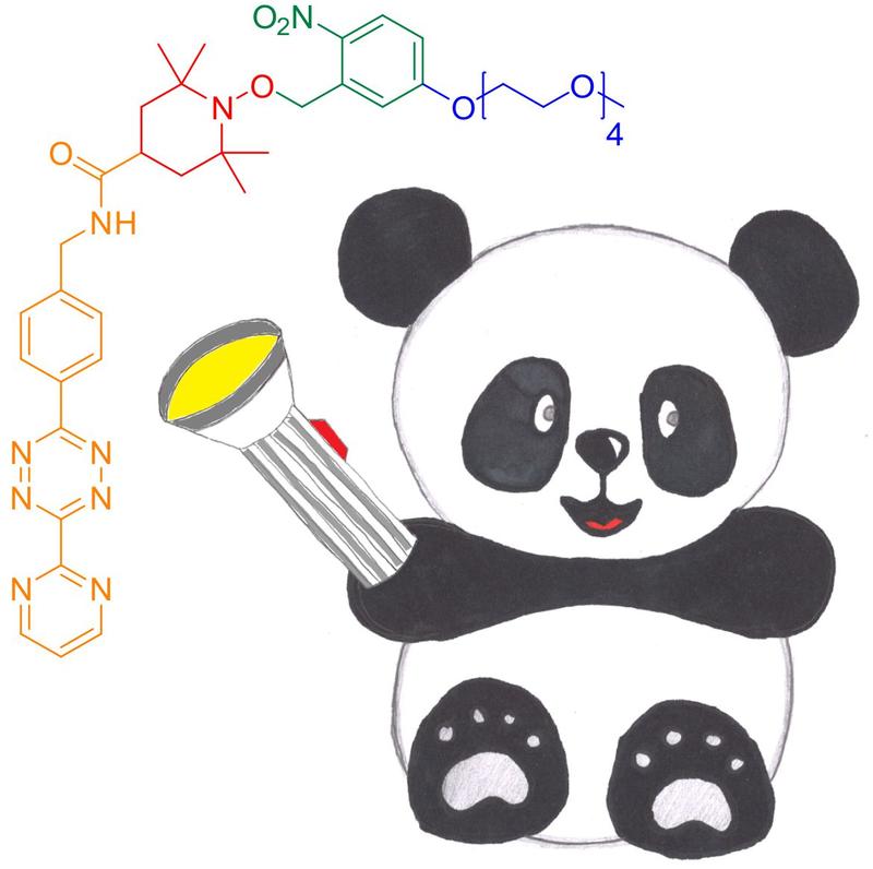 The novel photoactivatable nitroxide for DAinv reaction spin label for proteins, PaNDA. It can be ligated to proteins through a DAinv cycloaddition to genetically encoded noncanonical amino acids.