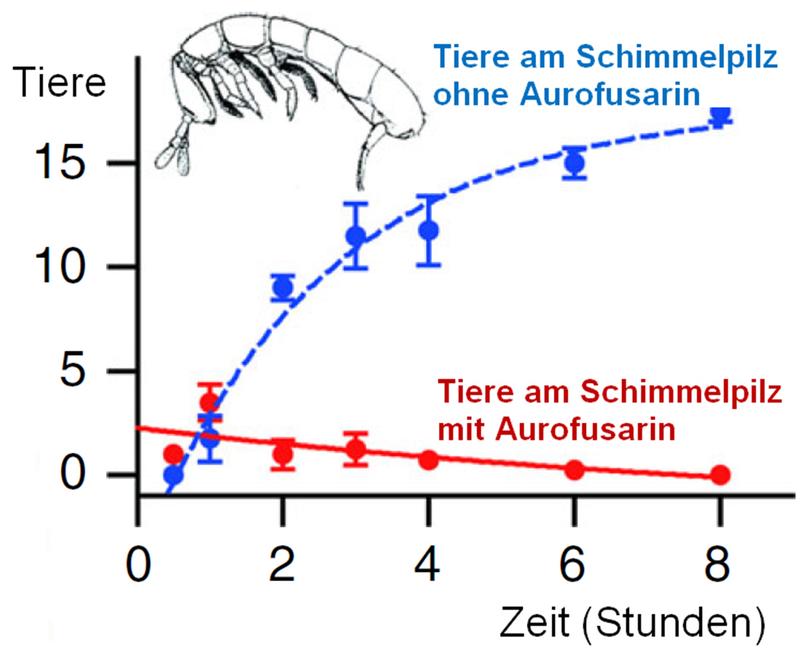 Springschwänzen wurde der Aurofusarin produzierende Schimmelpilz Fusarium graminearum (rot) und seine Mutante ohne Aurofusarin (blau) angeboten. Nach wenigen Stunden sammelten sich 