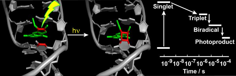 Reaktionsschritte bei Bindung eines Psoralen-Moleküls an DNA. Am Ende bindet das Psoralen über einen Cyclobutan-Ring fest an die DNA. So geschädigt, löst die Zelle den programmierten Zelltod aus.