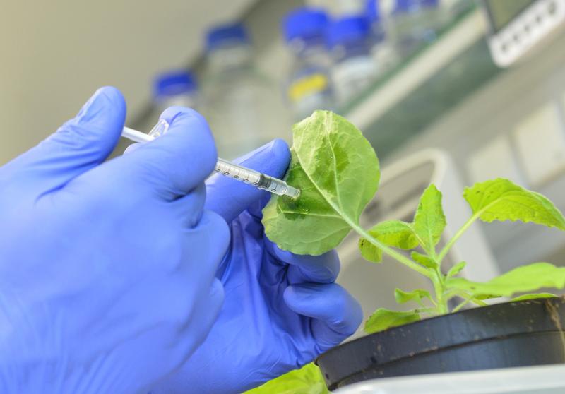 Mit Hilfe der neuen Methode der MLU-Forscher können Pflanzen leicht gegen Viren geimpft werden.