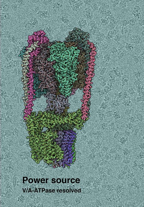 Cryo-EM structure of the T. thermophilus V/A-type ATP synthase. The background shows raw cryo-EM micrograph, with individual ATPase molecules visible.