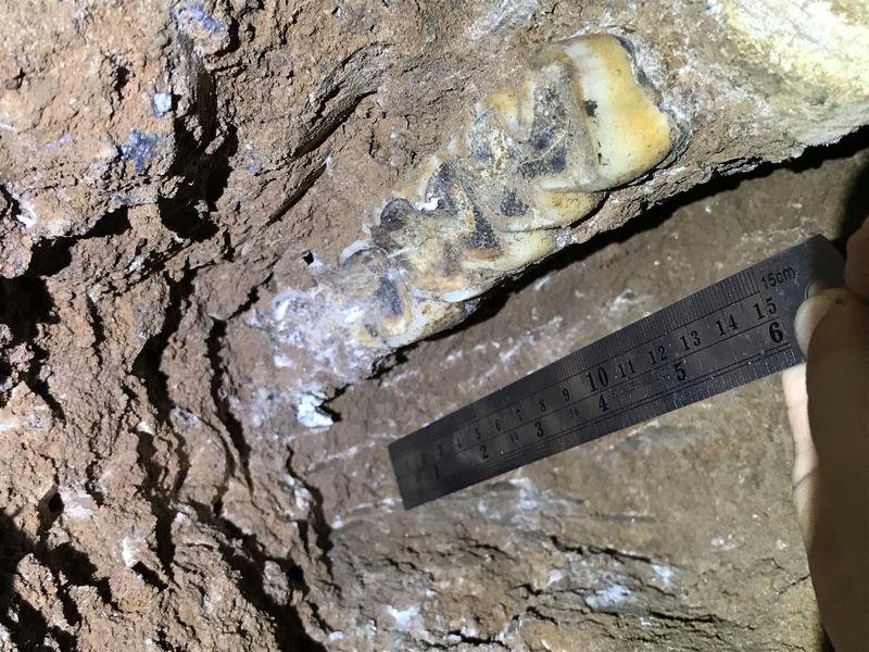 A mandible of the Javan rhinoceros (Rhinoceros sondaicus) in situ during excavations at Yai Ruak Cave, Thailand.