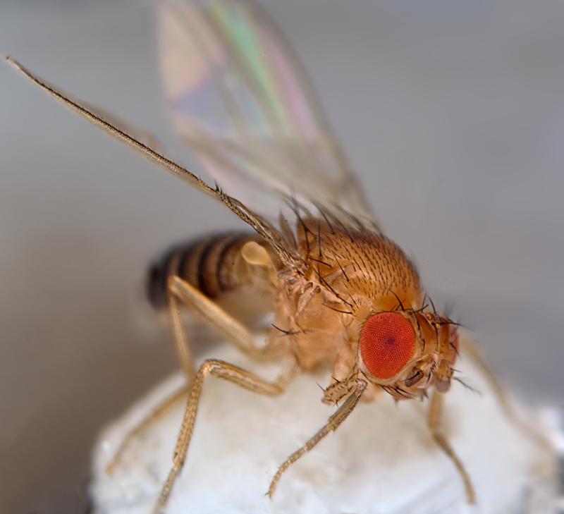 Die Antennen der Fruchtfliege, die zwischen den Augen sitzen, dienen als Ohren.