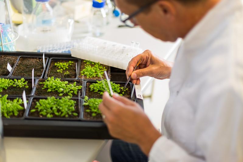 Prof. Dr. Detlef Weigel, geschäftsführender Direktor am Max-Planck-Institut für Entwicklungsbiologie, während der Arbeit im Labor.