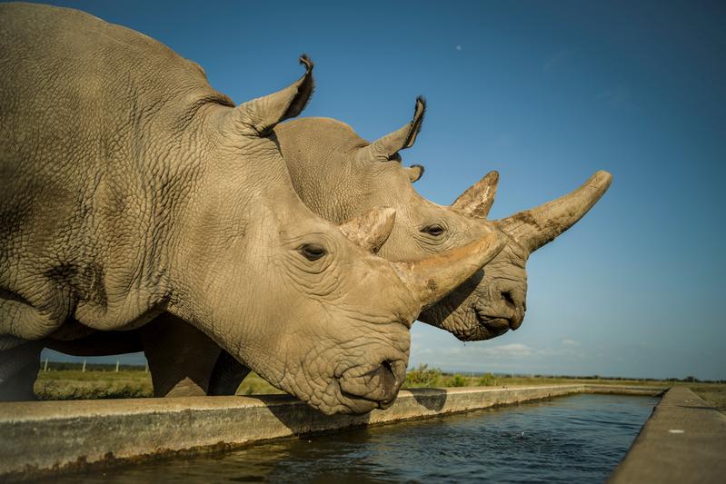  Najin (links) und Fatu (rechts) sind die letzten zwei Nördlichen Breitmaulnashörner auf der Erde. Dieses Foto entstand im Ol Pejeta Conservancy in Kenia in ihrem 700 Hektar großen Gehege.