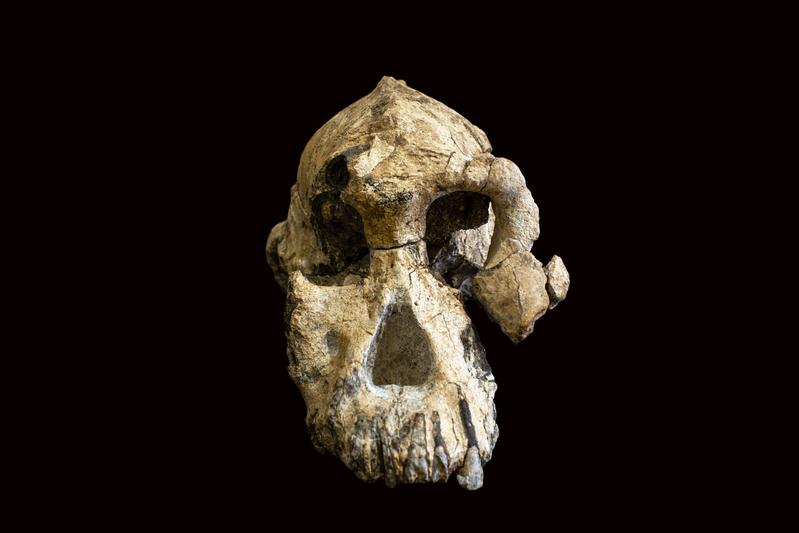 Der 3,8 Millionen Jahre alte fossile Schädel eines Australopithecus anamensis ist erstaunlich gut erhalten.