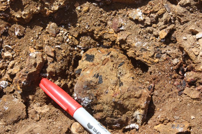 Holzkohlereste im 100 bis 93 Millionen Jahre alten Gestein.