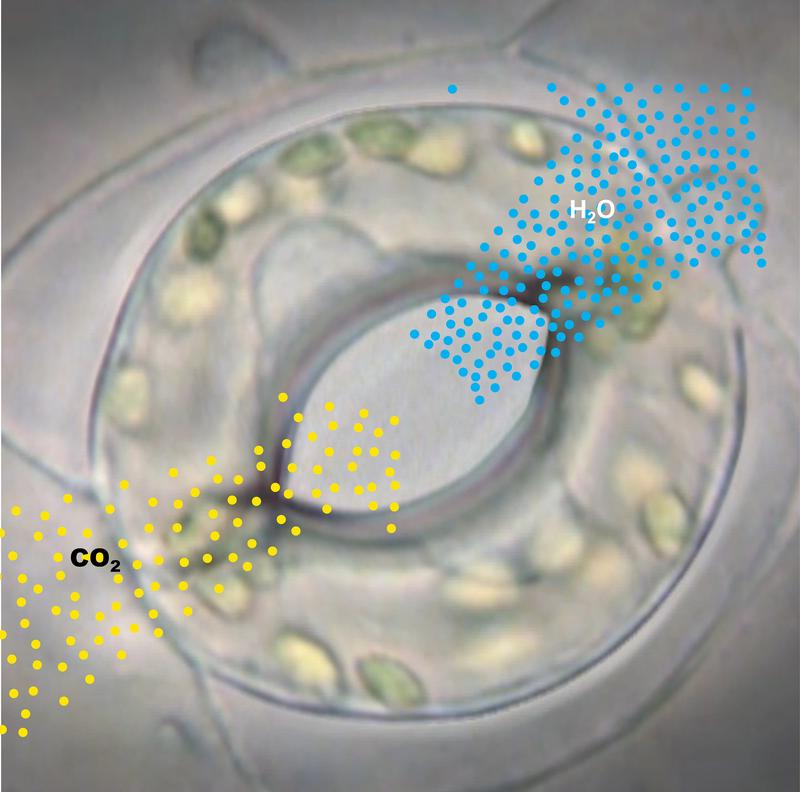 Gasaustausch über die Stomata: Kohlendioxid wird aufgenommen, gleichzeitig werden pro aufgenommenem CO2-Molekül hunderte Moleküle Wasser (H2O) abgegeben. 