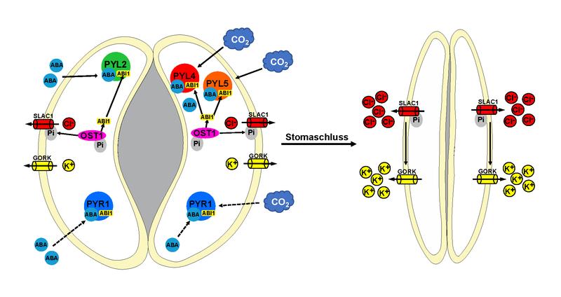 Schematische Darstellung der Regelungsvorgänge an den Schließzellen. 