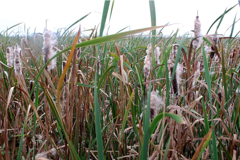 Die Wasser- und Sumpfpflanze Typha wächst schnell und insbesondere in Moorgebieten, die im Nordwesten Deutschlands häufig sind.