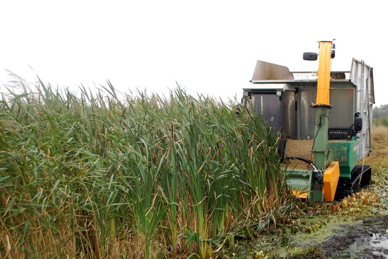 : Schwierigkeiten könnte die Ernte der Typha-Pflanze bereiten, denn sie kann nur im Winter, wenn die Böden gefroren sind, geerntet werden - für weiche Böden sind die Erntemaschinen zu schwer. 