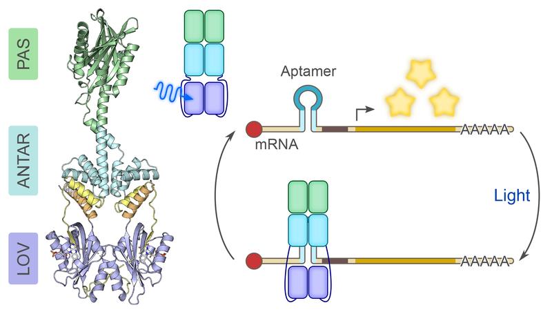 The photoreceptor PAL binds short ribonucleic acids on blue light irradiation. This light-controlled activity can be used to regulate RNA-based processes such as translation. Andreas Möglich/Uni Bay