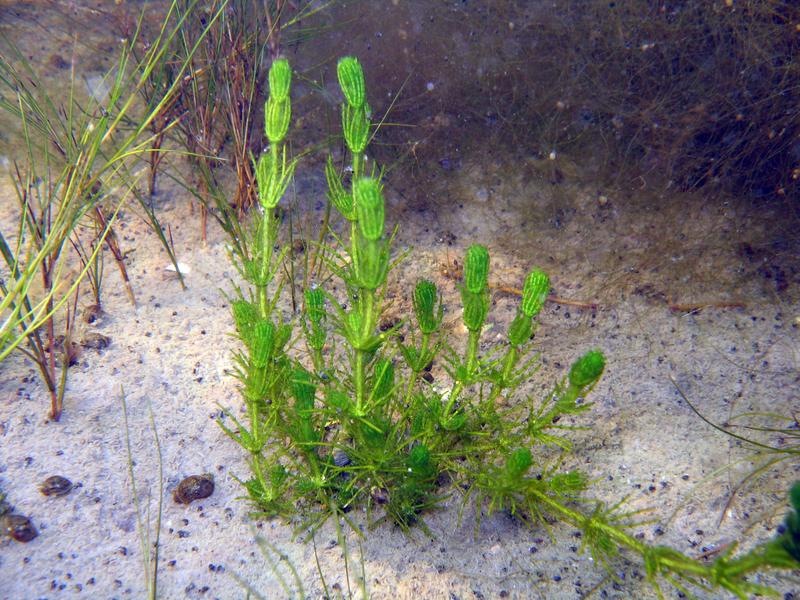 Armleuchteralgen sind stammesgeschichtlich hochinteressant und obendrein sehr gefragt als Bioindikatoren für den ökologischen Zustand von Gewässern.