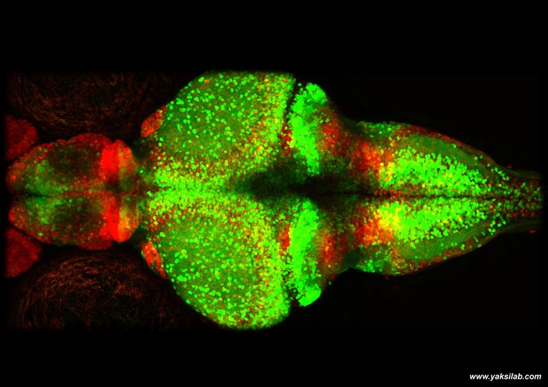 Mikroskopaufnahme eines jungen Zebrafischhirns. Rot zeigt die Gliazellen, grün die Neuronen.