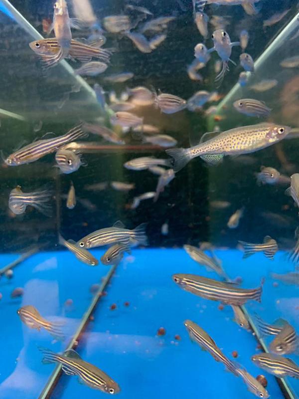 Der Zebrafisch ist ein weit verbreiteter Modellorganismus, der die Erforschung komplexer Krankheiten beim Menschen wie Epilepsie und neurodegenerative Erkrankungen möglich macht.