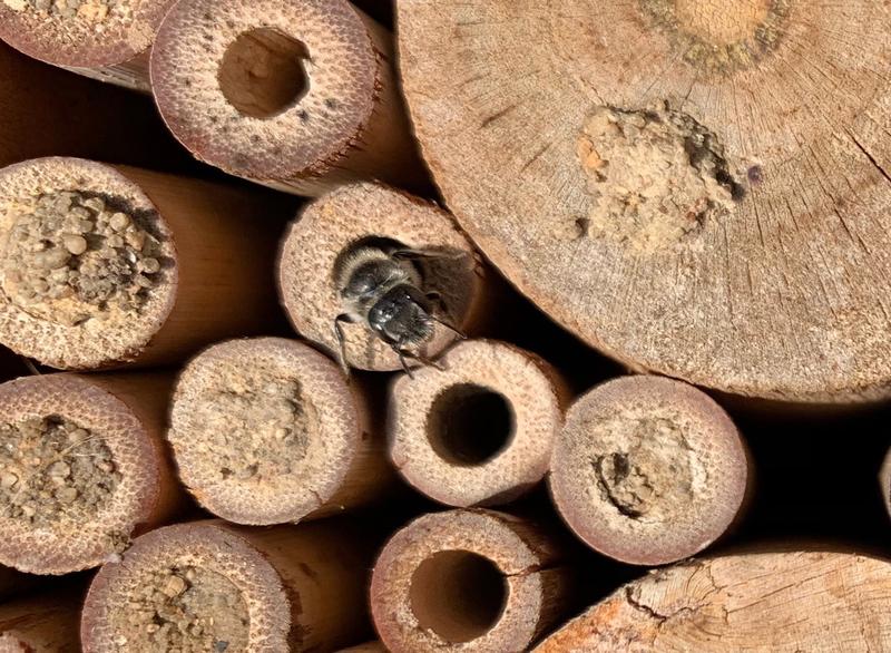 A solitary bee leaves an artificial nest. 