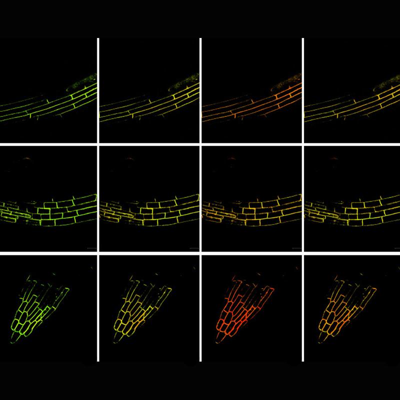 Mikroskopiebilder (FRET-Verfahren) zeigen drei Regionen einer Wurzel und jeweils die Phosphatidylsäure unter Salzstress im zeitlichen Verlauf (v.l.n.r.). Unterschiedliche Farben zeigen Veränderungen.