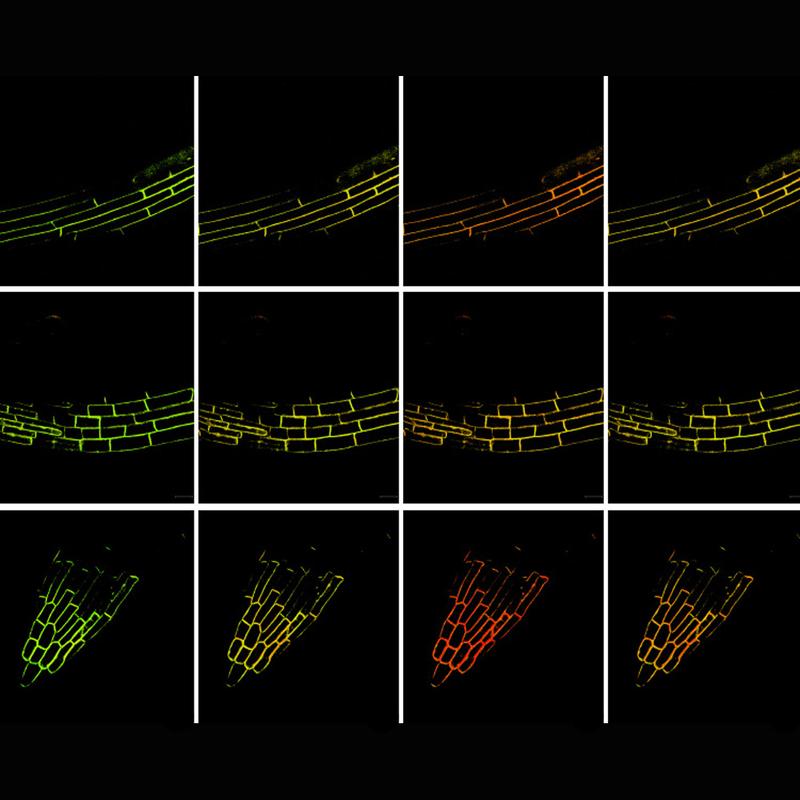 Microscopy images (FRET method) of three different regions of a root showing changes in phosphatidic acid under salt stress over time (from left to right). 