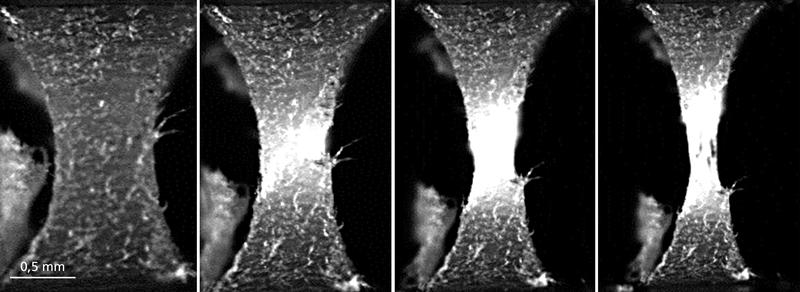 Dynamic micro tensile test for the investigation of strain rate-dependent material behavior: micro tensile samples from an injection-molded component. 