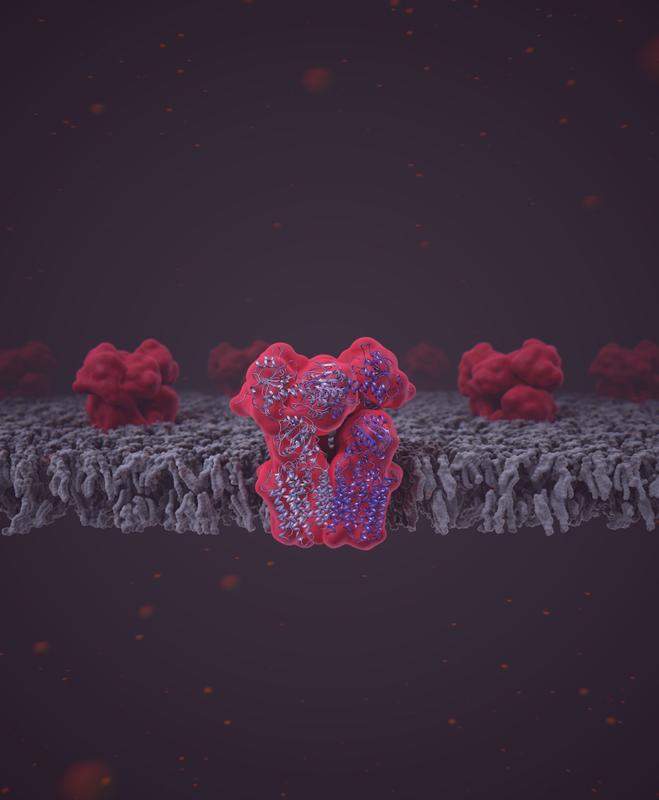 Das Enzym Transhydrogenase (NNT), eingebettet in die Lipiddoppelschicht der Mitochondrienmembran. 