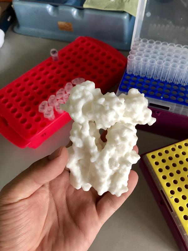 A 3D printed model of transhydrogenase.