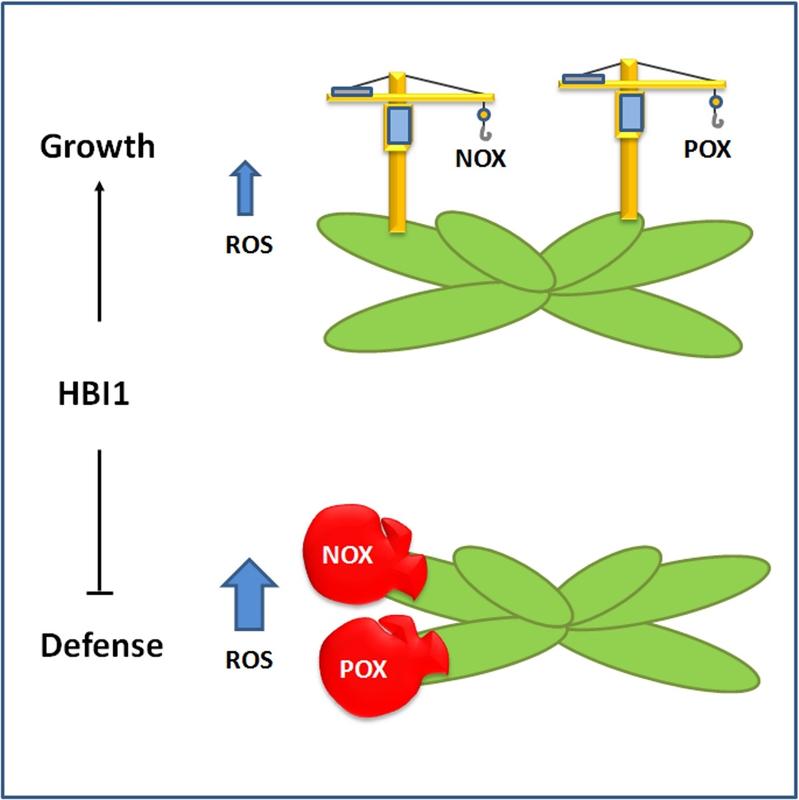 HBI1 kontrolliert das Wachstum und die Verteidigungsreaktionen durch transkriptionelle Regulierung der ROS-Homeostasis. Es kommt zur Inkompatibilität zwischen Wachstums- und Verteidigungsprogrammen.