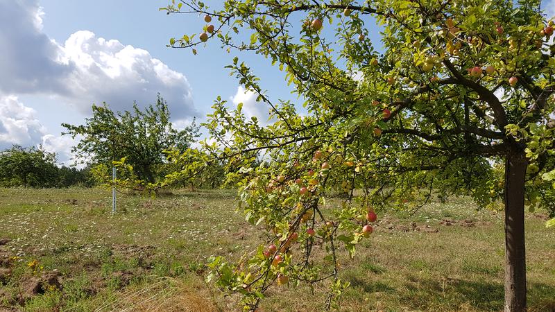 Apfelbaum auf einer Streuobstwiese