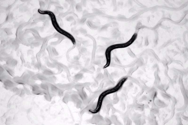 Der Fadenwurm Caenorhabditis elegans diente als Modellsystem, um die Wechselwirkungen des Medikaments mit dem Mikrobiom zu untersuchen. 
