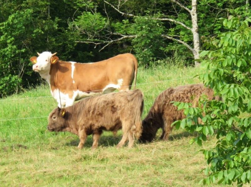 Produktionsorientierte Rinderrassen (hinten) und Hochlandrinder zeigen unterschiedliche Futtervorlieben.