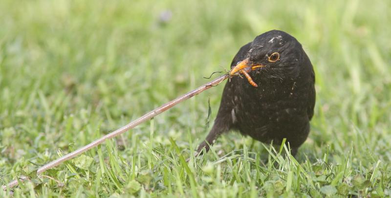 Selbst "Allerweltsvögel wie die Amsel werden immer weniger. Die Vögel leiden vor allem unter dem Mangel an Insekten und dem Verlust an Lebensraum.