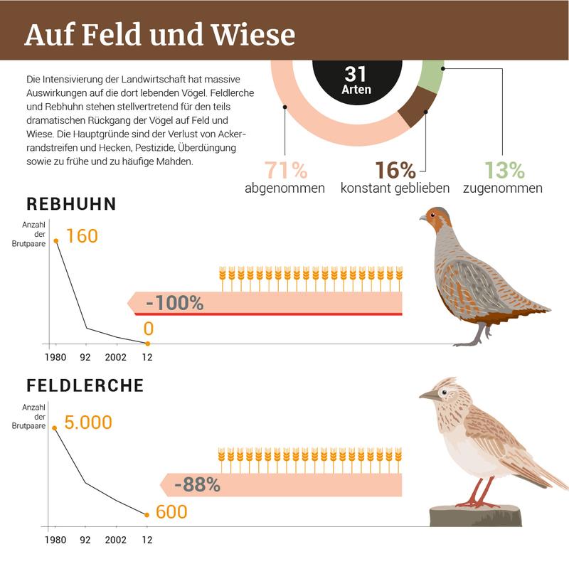 Unter den auf Wiesen und Feldern lebenden Vögeln haben besonders viele Arten stark abgenommen. 