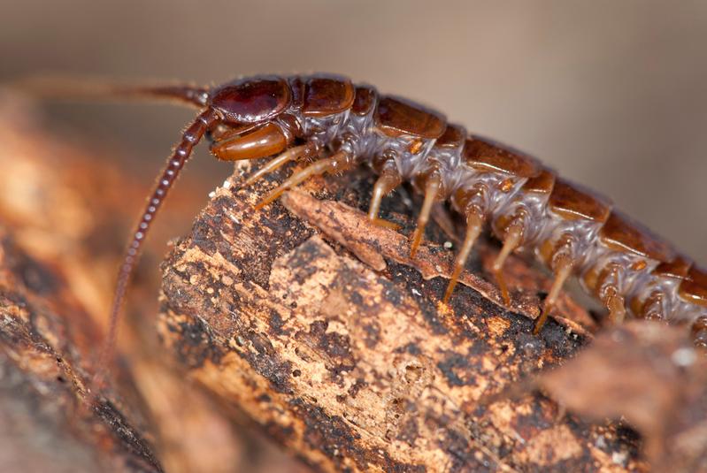 Der einheimische Hundertfüßer Lithobius forficatus lebt in der Bodenstreu und ist eine der untersuchten Arten. 