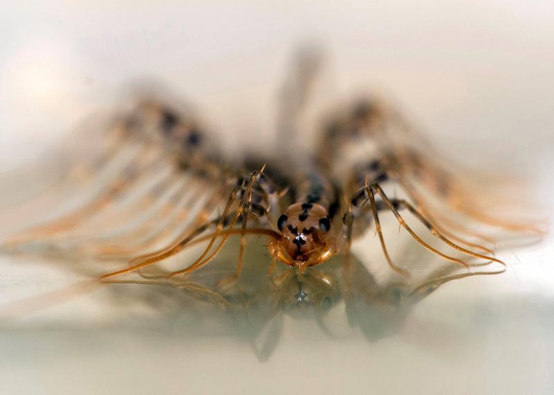 Der einheimische Hundertfüßer Lithobius forficatus lebt in der Bodenstreu und ist eine der untersuchten 