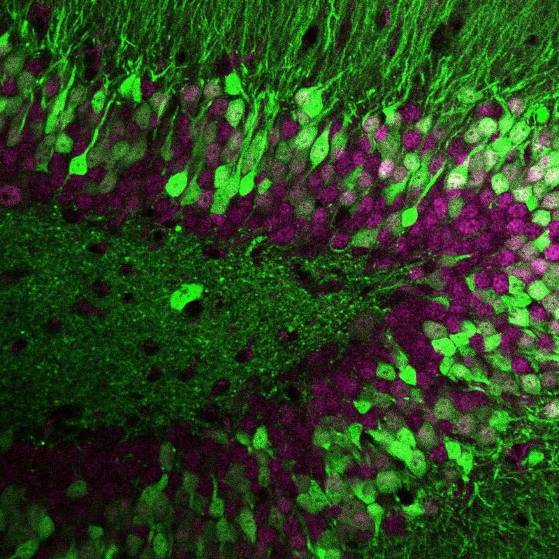 Proteinvariationen bestimmten die Vernetzung unterschiedlicher Nervenzellen im Gehirn.