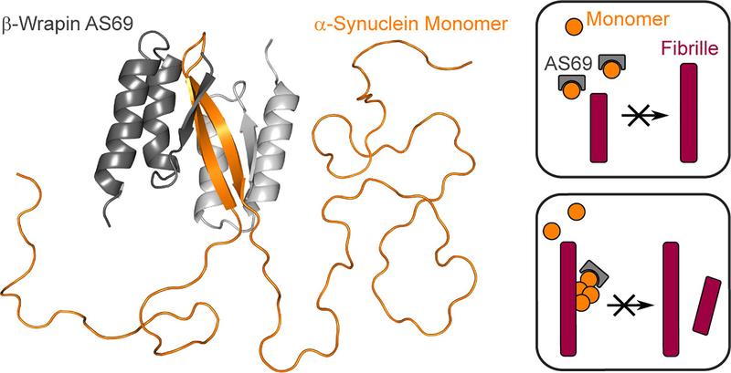 Aggregation inhibitor beta-wrapin AS69 (grey) binds a region in the otherwise disordered Parkinson’s protein alpha-synuclein (orange), preventing elongation and formation of new protein fibrils (red)