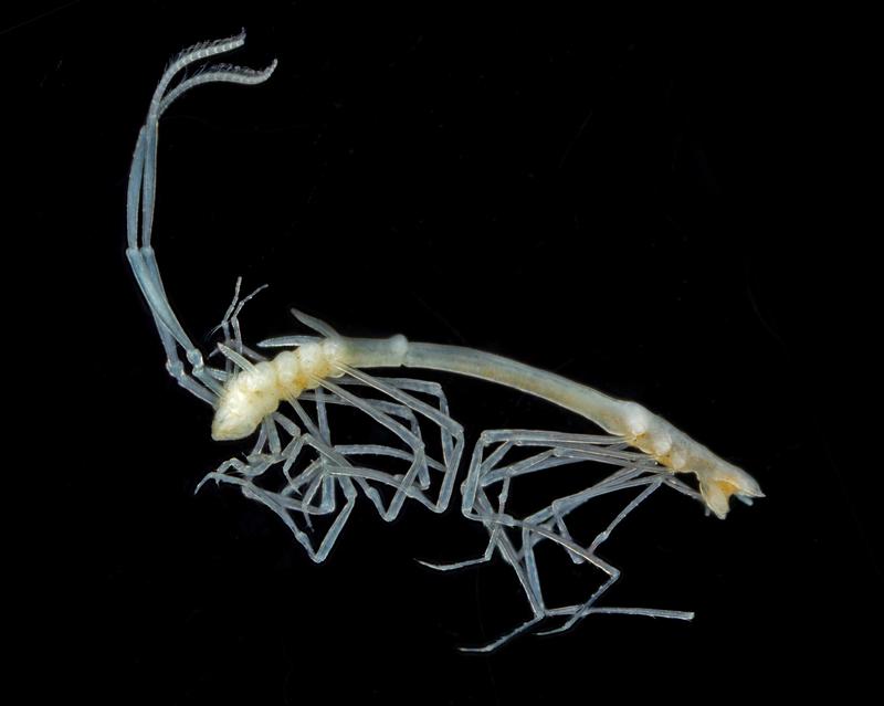 Mit jeder Probe aus der Tiefsee gelangen unbekannte Arten an die Oberfläche. Hier eine neue Meeresasselart der Familie Ischnomesidae aus der Vema-Bruchzone im Nordatlantik. 