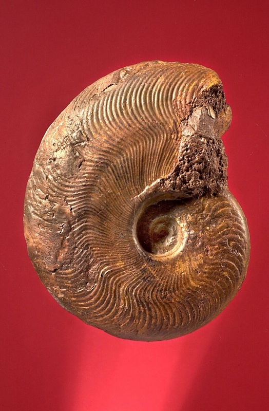 Ein Ammonit aus dem Unteren Jura. Foto: Uni Bonn