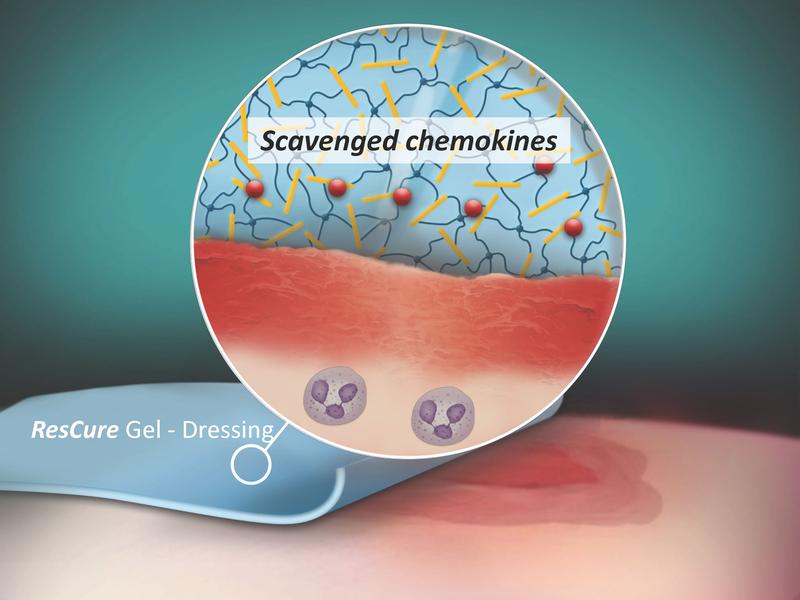 Schematic representation of the effect of ResCure hydrogel wound dressings 