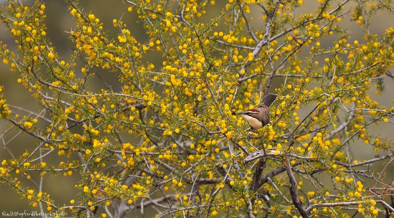 The chestnut-crowned babbler examined in the study lives in the Australian outback.