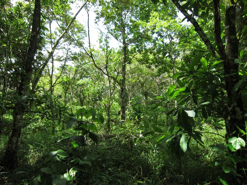 A mixture of five tree species on a Sardinilla experiment field.  Photo: Florian Schnabel