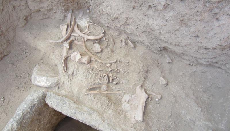 Skelett-Überreste aus der mittleren Bronzezeit in Dali, Kasachstan