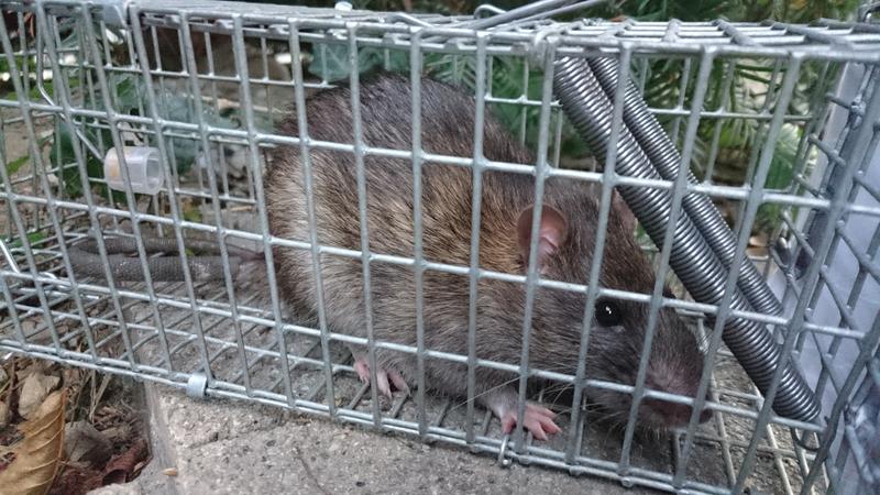 Trapped rat 