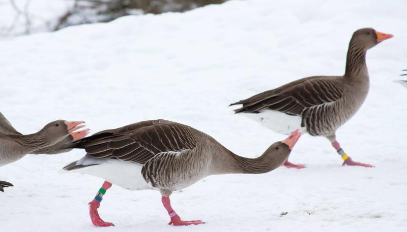 Ganter mit seinen Kindern, der mit gestrecktem Hals drohend eine Gans verscheucht.
